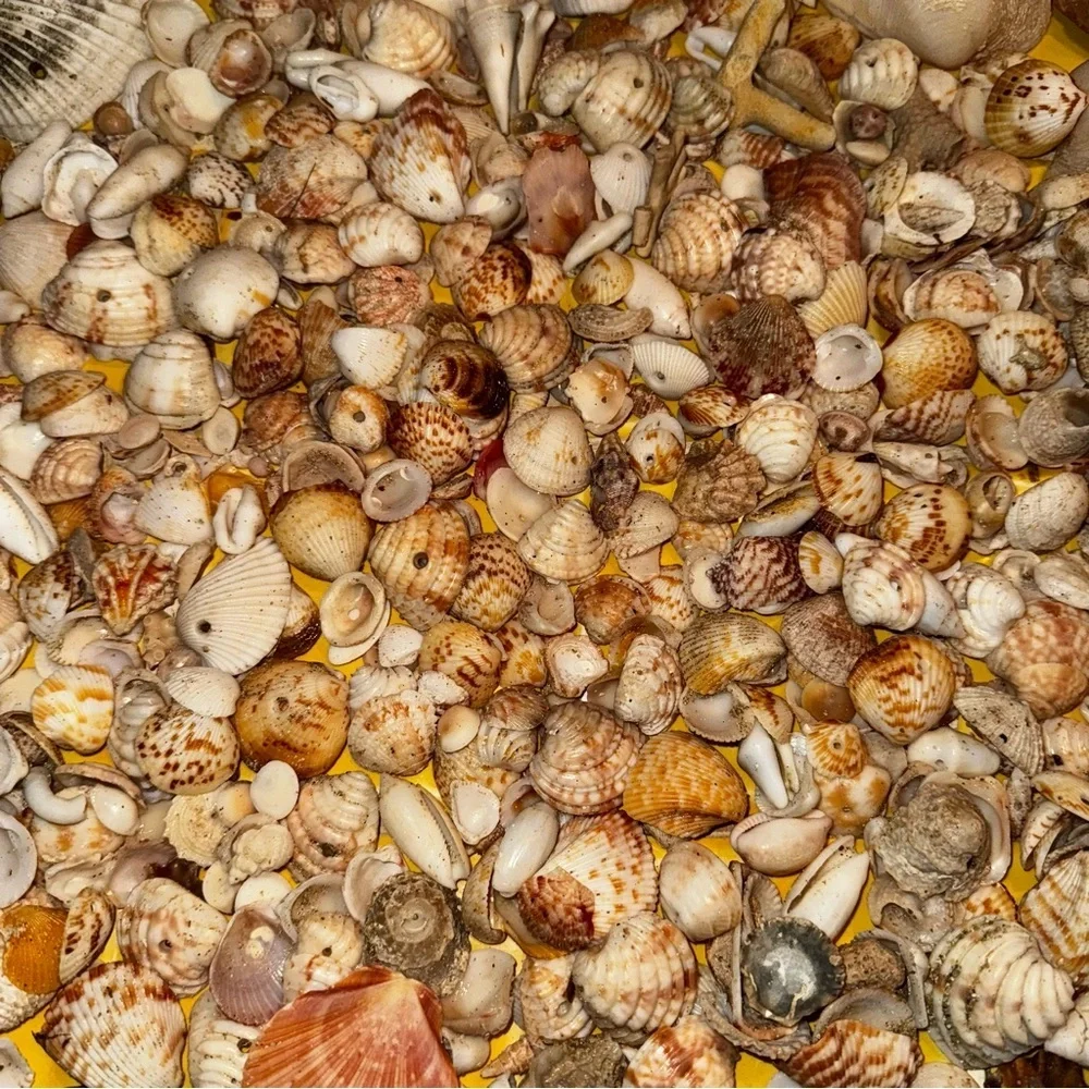 Sea shells from Vieques Puerto Rico Caribbean found on the beach 1/2 pound lb